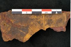 Foto (Detailansicht) von Cinnamomum leichardtii Ettingshausen (NHMW-GEO-2024-0188-10378b)